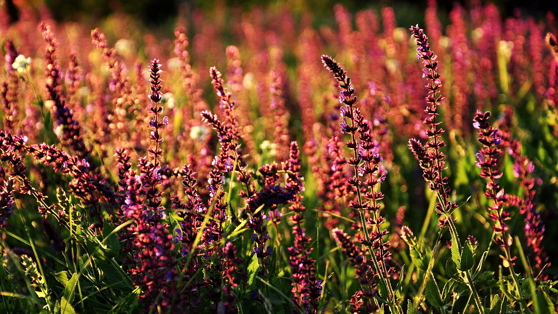 克里帕里表态支持迪巴拉,尤文图斯门将呼吁团结,克里斯蒂安·帕文