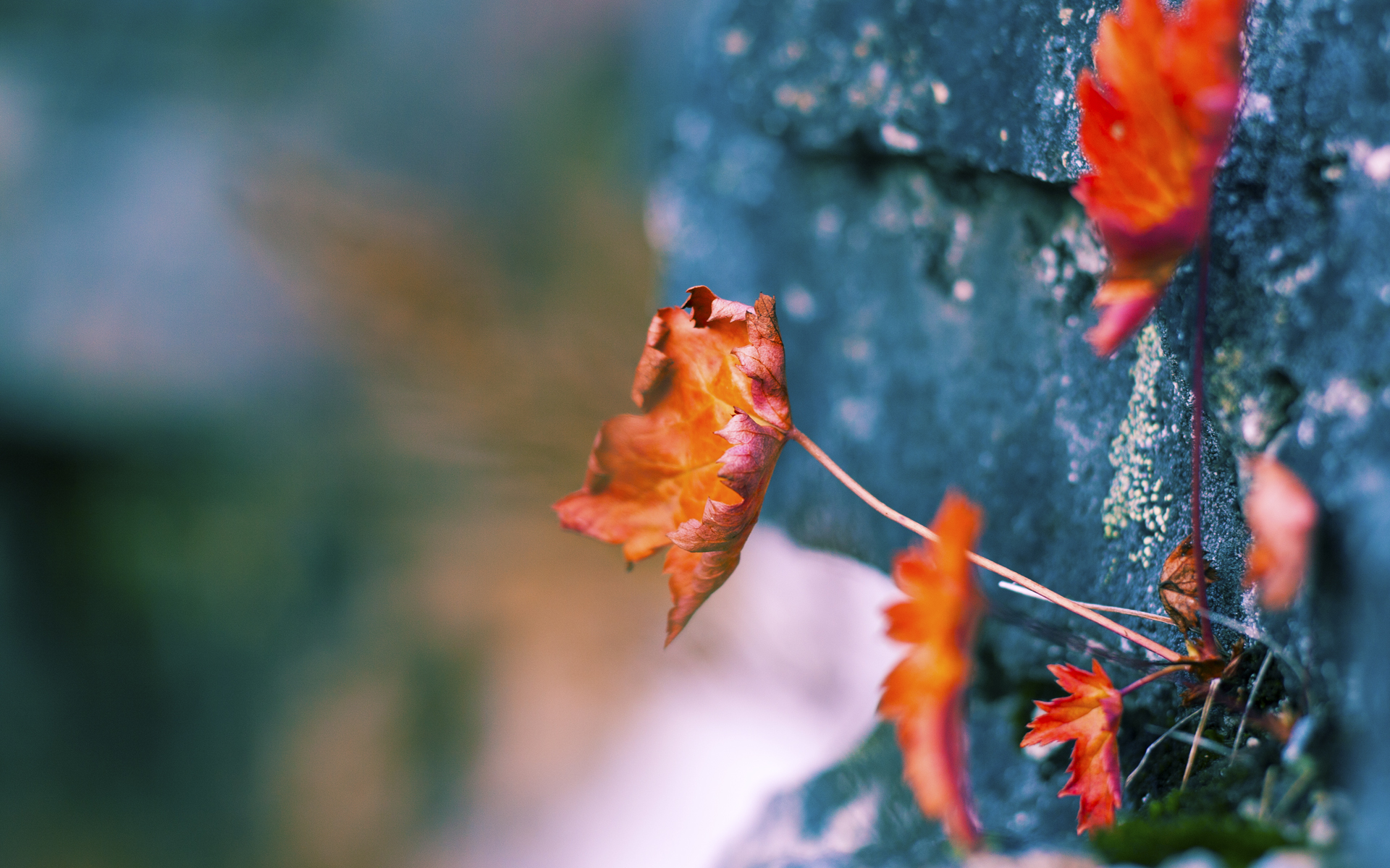 克里帕里表态支持迪巴拉,尤文图斯门将呼吁团结,克里斯蒂安·帕文