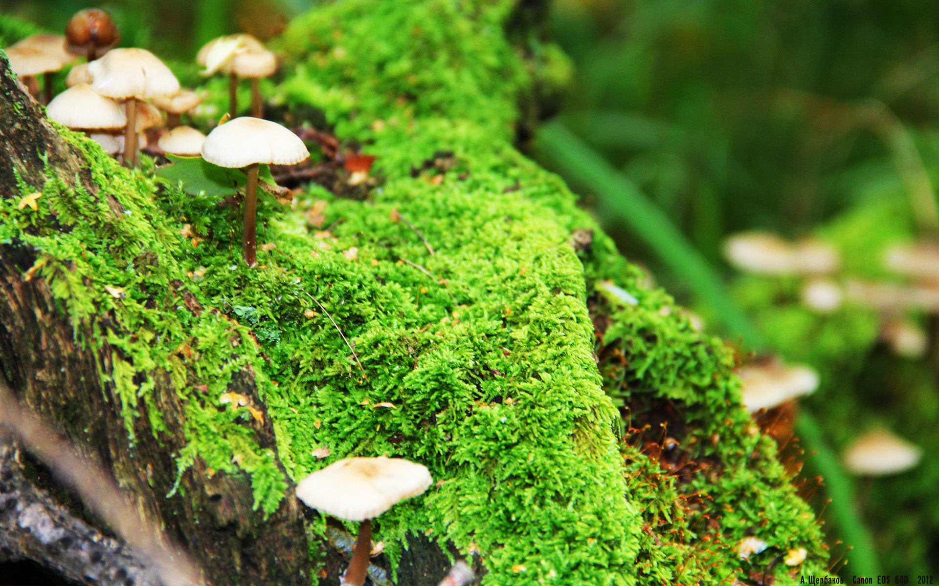 莫克姆传中威胁巨大,海边之队全力冲刺,莫克姆大虾队