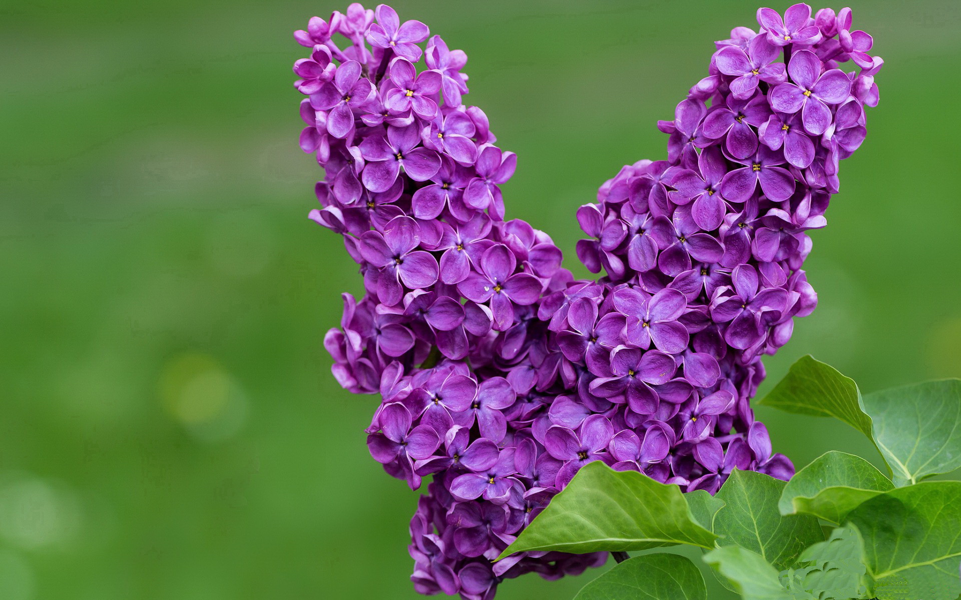 巴黎圣日耳曼保持领先，法甲夺冠在望